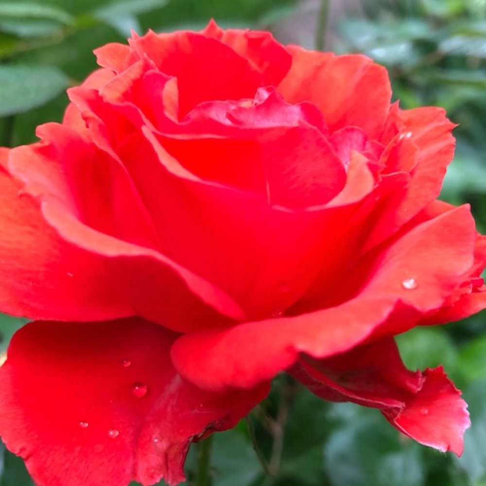 Meet your Posher, Carol